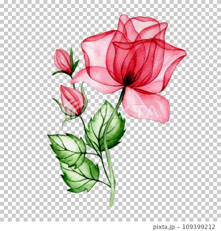 watercolor drawing, bouquet, composition of transparent pink rose flowers. x-ray watercolor drawing, bouquet, composition of transparent pink rose flowers. x-ray 109399212