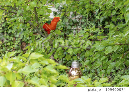 A red Australian male King Parrot sitting in a tree in a domestic garden 109400074