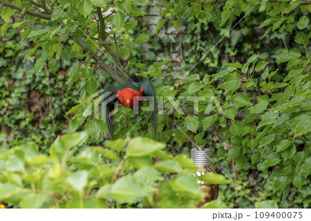 A red Australian male King Parrot sitting in a tree in a domestic garden A red Australian male King Parrot sitting in a tree in a domestic garden 109400075