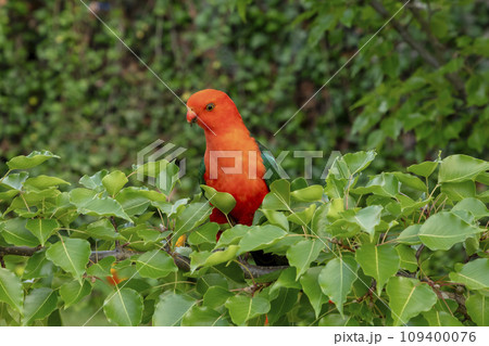 A red Australian male King Parrot sitting in a tree in a domestic garden 109400076