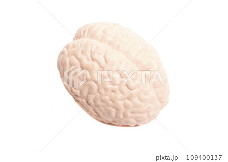 Human brain anatomical model isolated on white background Human brain anatomical model isolated on white background 109400137