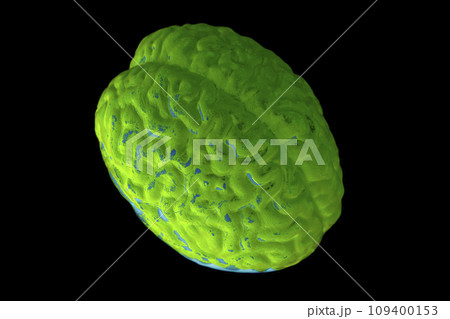 Human brain anatomical model on black background 109400153
