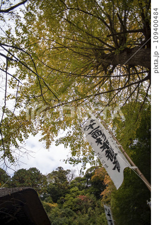 鎌倉11月 杉本寺11 鎌倉11月 杉本寺11 109400484