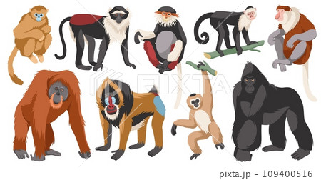 Different monkeys breeds. Cartoon ape characters, wild humanoid animals, different poses funny primates, exotic wildlife, isolated on white background gorilla and orangutan, tidy vector set Different monkeys breeds. Cartoon ape characters, wild humanoid animals, different poses funny primates, exotic wildlife, isolated on white background gorilla and orangutan, tidy vector set 109400516