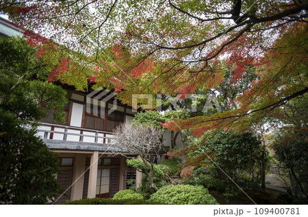 鎌倉11月　報国寺7 109400781