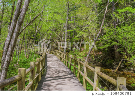 《新緑シーズンの上高地》爽やかな自然の中の遊歩道 109400791