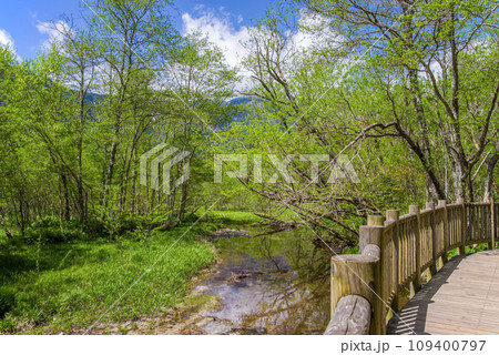 《新緑シーズンの上高地》爽やかな自然の中の遊歩道 109400797