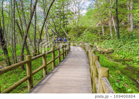 《新緑シーズンの上高地》爽やかな自然の中の遊歩道 《新緑シーズンの上高地》爽やかな自然の中の遊歩道 109400804