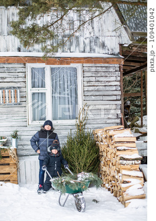 Little boy carries a Christmas tree on a sled to home  109401042