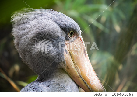Shoebill bird portrait - profile of big bird Shoebill bird portrait - profile of big bird 109401065