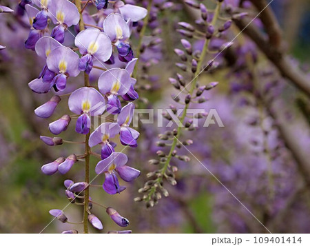 開花を始めた藤の花 開花を始めた藤の花 109401414