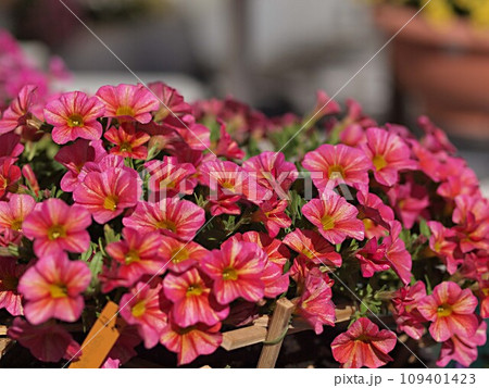 ピンク色のペチュニアの花の群生 109401423