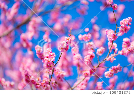 【花素材】大王わさび農場の紅梅と青空【長野県】 109401873