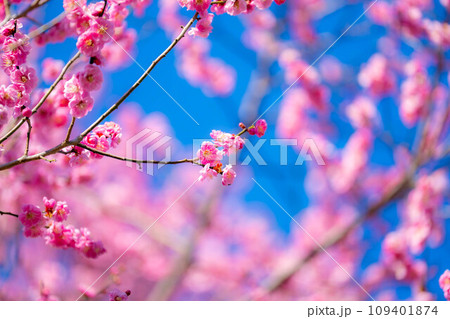 【花素材】大王わさび農場の紅梅と青空【長野県】 109401874