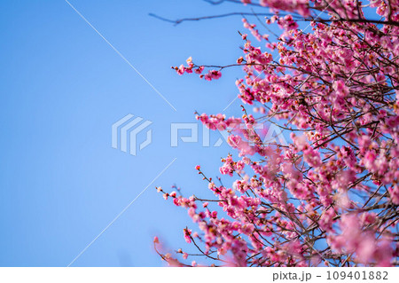【花素材】大王わさび農場の紅梅と青空【長野県】 109401882