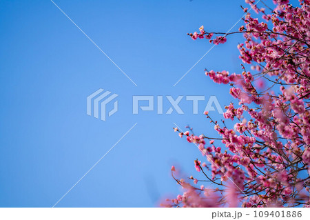 【花素材】大王わさび農場の紅梅と青空【長野県】 109401886