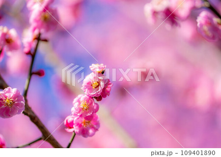 【花素材】大王わさび農場の紅梅と青空【長野県】 109401890