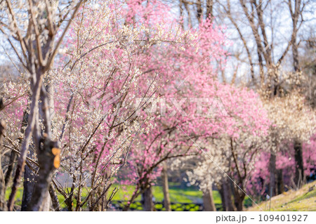 【春素材】大王わさび農場にある梅の花【長野県】 109401927
