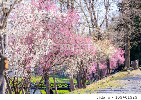 【春素材】大王わさび農場にある梅の花【長野県】 109401929