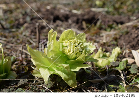 ふきのとう 春イメージ 109402199
