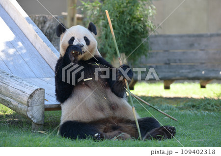 おいしそうに竹を食べる良浜 109402318