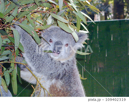 オーストラリア　シドニー　草食性有袋類　コアラ 109402319