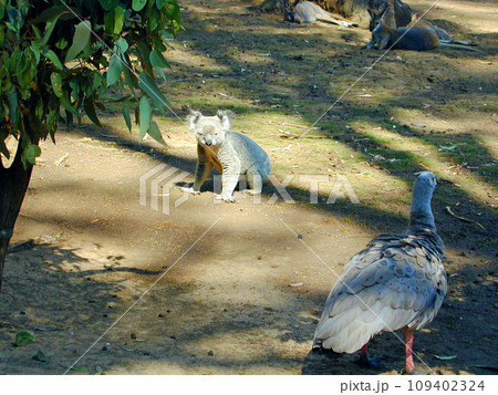オーストラリア シドニー 草食性有袋類 コアラ オーストラリア シドニー 草食性有袋類 コアラ 109402324