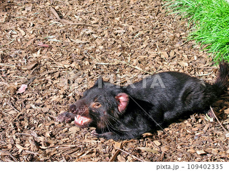 オーストラリア タスマニア島 肉食性有袋類 タスマニアデビル オーストラリア タスマニア島 肉食性有袋類 タスマニアデビル 109402335