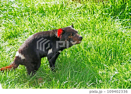 オーストラリア　タスマニア島　肉食性有袋類　タスマニアデビル 109402336