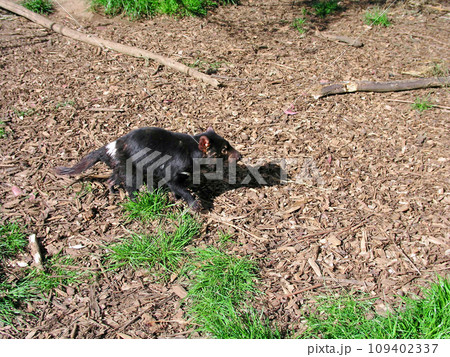 オーストラリア　タスマニア島　肉食性有袋類　タスマニアデビル 109402337