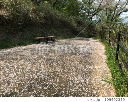桜が舞い散った公園のベンチ 109402339