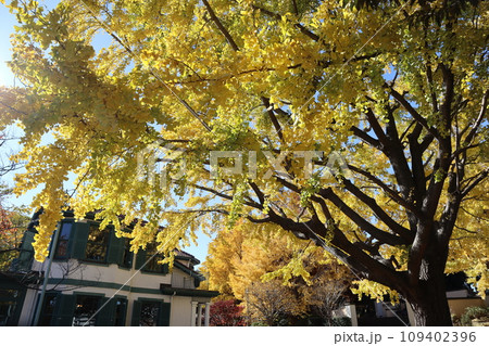 黄葉のブラフ18番館 109402396