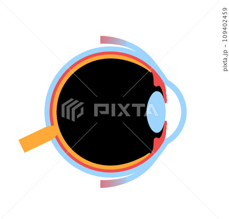 Eye anatomy poster 109402459