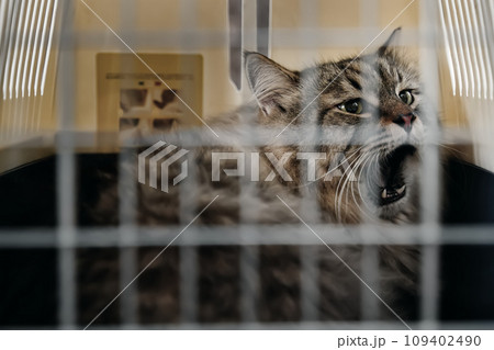 In the vet's office, a cat in a carrier expresses its displeasure by hissing at those nearby. 109402490