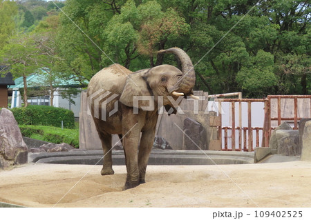 マルミミゾウ 109402525