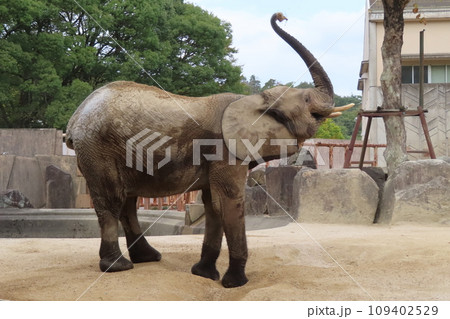 マルミミゾウ 109402529