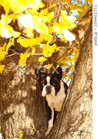 毛呂山町を彩る銀杏並木で木の上から可愛く見つめるボストンテリアのマイティ君♡ 109402751