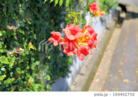 ノウゼンカズラの花 ノウゼンカズラの花 109402758