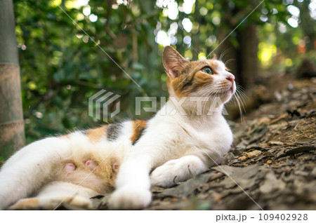 京都 伏見稲荷大社の森でリラックスする可愛らしい三毛猫 京都 伏見稲荷大社の森でリラックスする可愛らしい三毛猫 109402928
