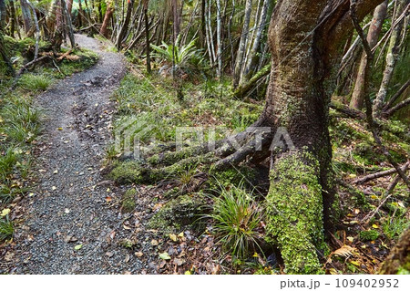 Forest walking route Forest walking route 109402952