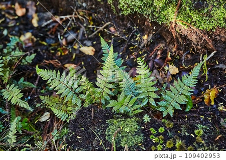Small fern plants emerging from soil Small fern plants emerging from soil 109402953