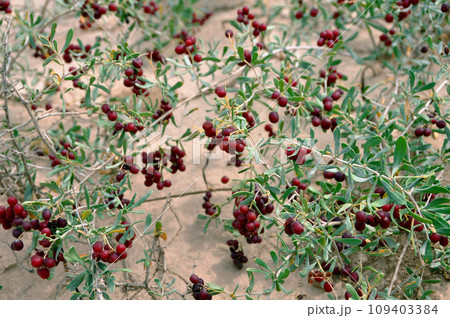 シルクロード　中国西部　陝西省　敦煌　スナナツメ　ヤナギバグミ　  109403384