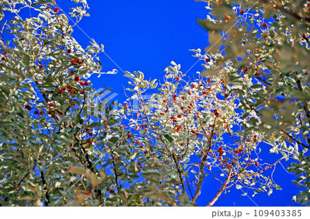 シルクロード　トルクメニスタン　ゴヌール・デペ遺跡　スナナツメ　沙棗　  109403385