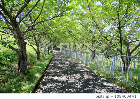 通学路　青葉の桜並木 109403441