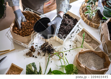 Woman gardener hands adding drainage granules to plastic pot variegated monstera transplant closeup Woman gardener hands adding drainage granules to plastic pot variegated monstera transplant closeup 109403445