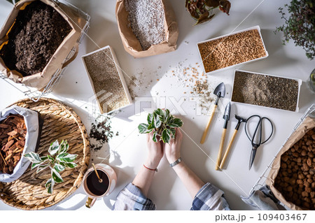 Female gardener hands holding small pot with variegated monstera garden equipment on table closeup 109403467