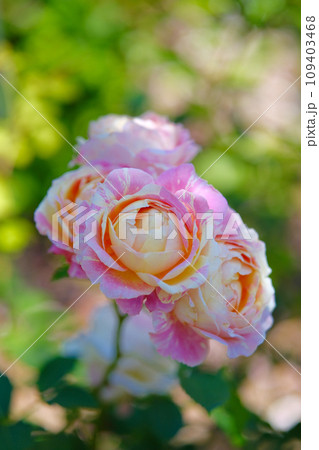 バラ園の美しい薔薇 109403468