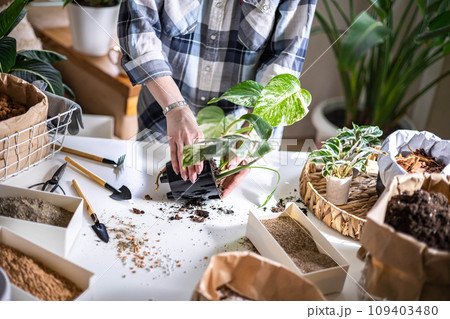 Woman gardener hands transplant variegated monstera scattered soil ground garden tools table closeup Woman gardener hands transplant variegated monstera scattered soil ground garden tools table closeup 109403480