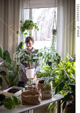 Woman gardener placing plastic pot with variegated monstera on windowsill at home garden interior 109403481