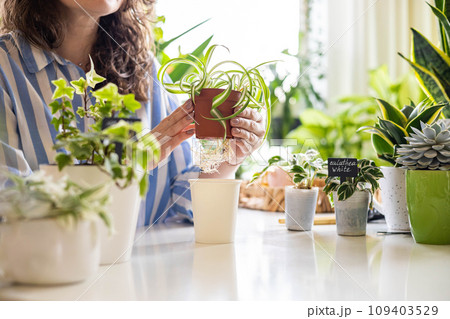 Female hands transplant variegated monstera with root putting into plastic pot on table closeup Female hands transplant variegated monstera with root putting into plastic pot on table closeup 109403529